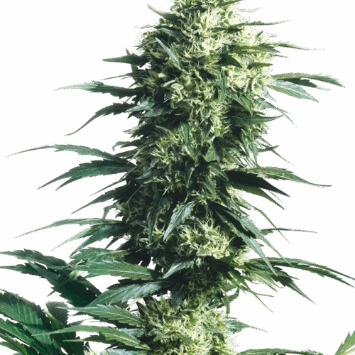 Sensi Seeds Cannabis Seeds Mother's Finest® Regular