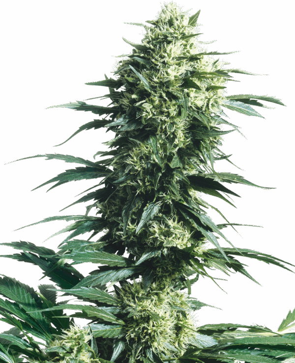 Sensi Seeds Cannabis Seeds Mother's Finest® Regular