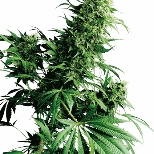Sensi Seeds Cannabis Shiva Shanti® Regular