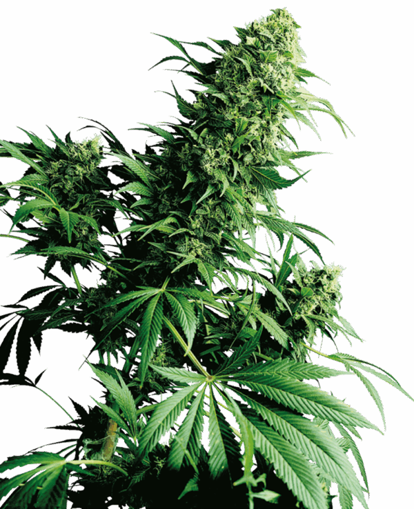 Sensi Seeds Cannabis Shiva Shanti® Regular