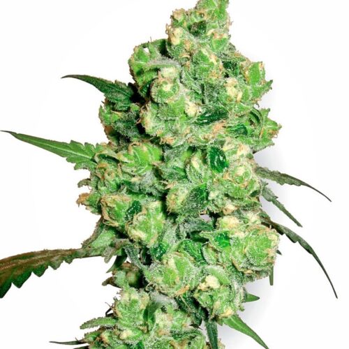 Sensi Seeds Cannabis Seeds Super Skunk Regular
