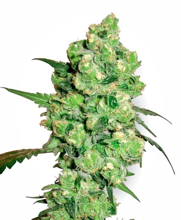Sensi Seeds Cannabis Seeds Super Skunk Regular