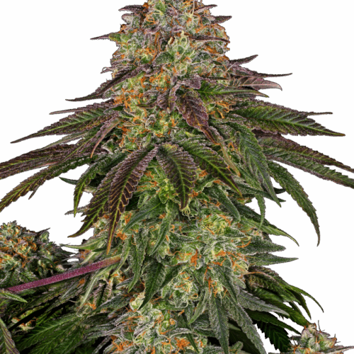 Sensi Seeds Cannabis Seeds Sweet Cherry Kush® Feminized