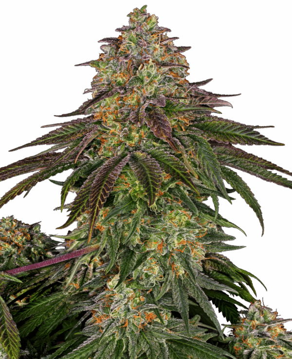 Sensi Seeds Cannabis Seeds Sweet Cherry Kush® Feminized