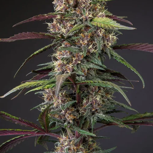Dutch Passion Cannabis Seeds Auto Blackberry Kush® Autoflowering 100 db