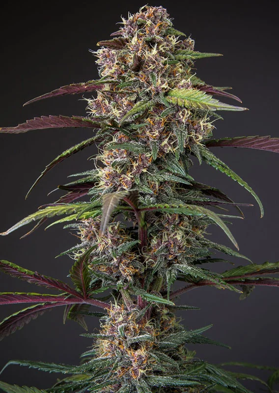 Dutch Passion Cannabis Seeds Auto Blackberry Kush® Autoflowering 100 db
