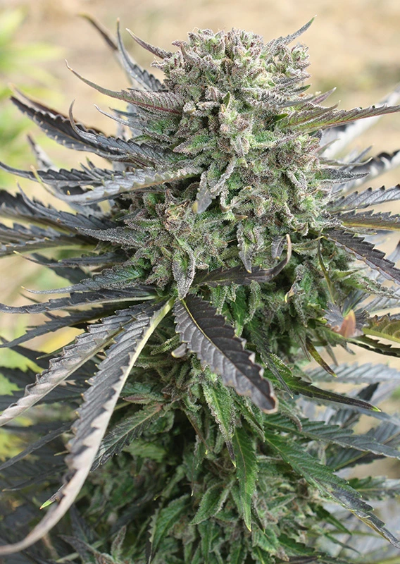 Dutch Passion Cannabis Seeds Blue Auto Mazar® Autoflowering 7 db