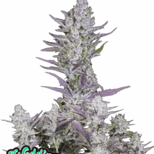 Fast Buds Cannabis Seeds Esküvői ragasztó Auto 100 db