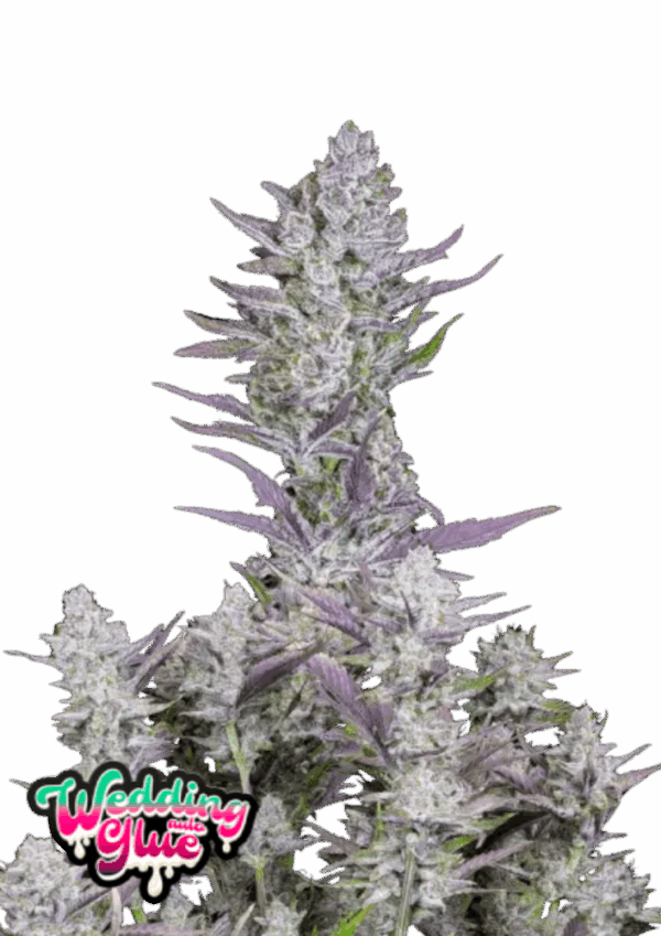 Fast Buds Cannabis Seeds Esküvői ragasztó Auto 100 db