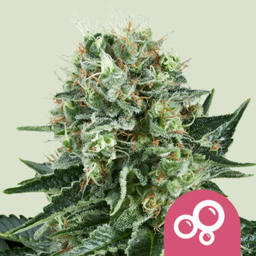 Royal Queen Seeds Cannabis Seeds Bubble Kush Feminized 25 db