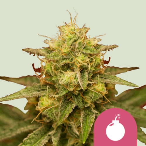 Royal Queen Seeds Cannabis Seeds Royal Domina Feminized 25 db