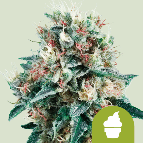 Royal Queen Seeds Cannabis Seeds Royal Creamatic Auto 25 db