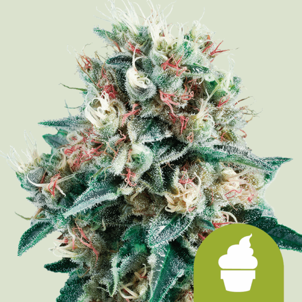 Royal Queen Seeds Cannabis Seeds Royal Creamatic Auto 25 db