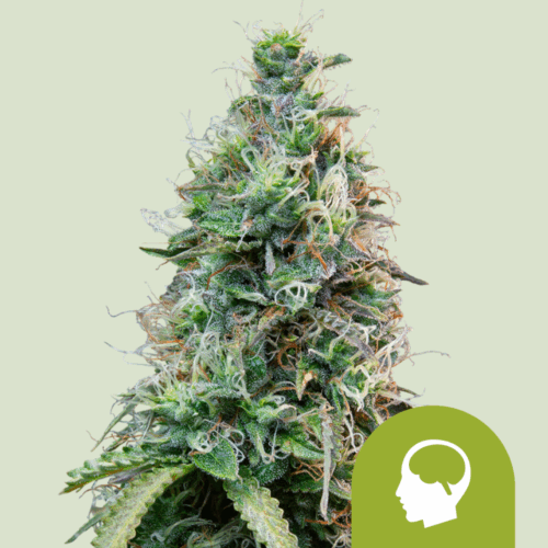 Royal Queen Seeds Cannabis Seeds Amnesia Haze Auto 25 db