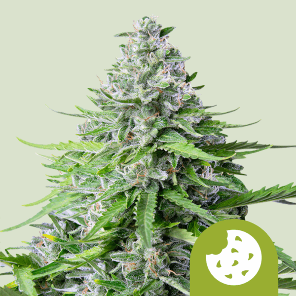 Royal Queen Seeds Cannabis Seeds Royal Cookies Auto 25 db