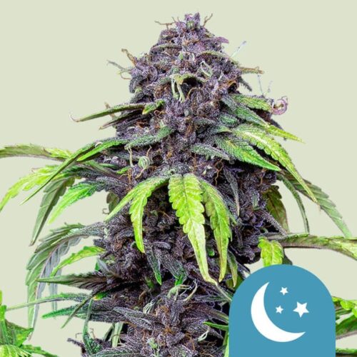 Royal Queen Seeds Cannabis Seeds Purplematic Auto (Magas CBD tartalom) 25 db
