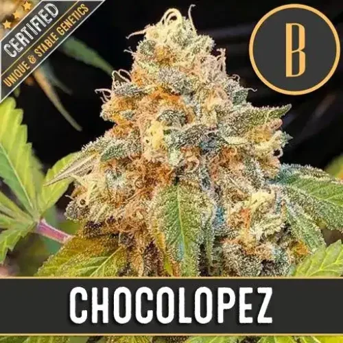 Blimburn Seeds Cannabis Seeds Chocolopez Nőiesített 3 pár