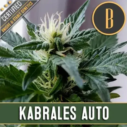 Blimburn Seeds Cannabis Seeds Kabrales Auto 3 pár