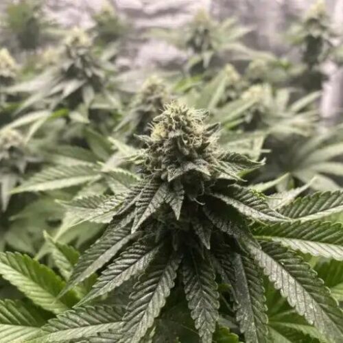 Blimburn Seeds Cannabis Seeds Girl Scout Cookies Auto 3 pár