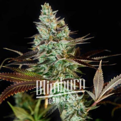 Blimburn Seeds Cannabis Seeds Clementine Feminized 100 db