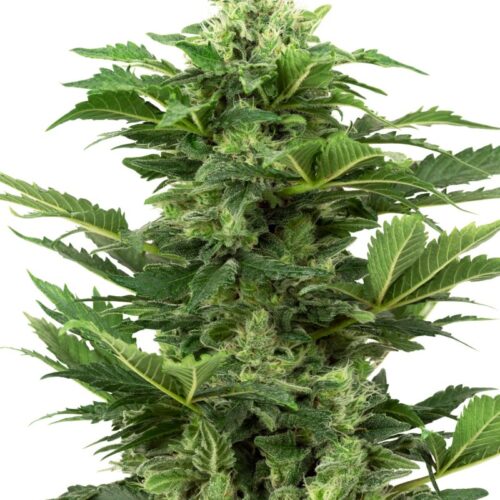 Sensi Seeds Cannabis Seeds Afghan Pearl CBD Automatic Feminized