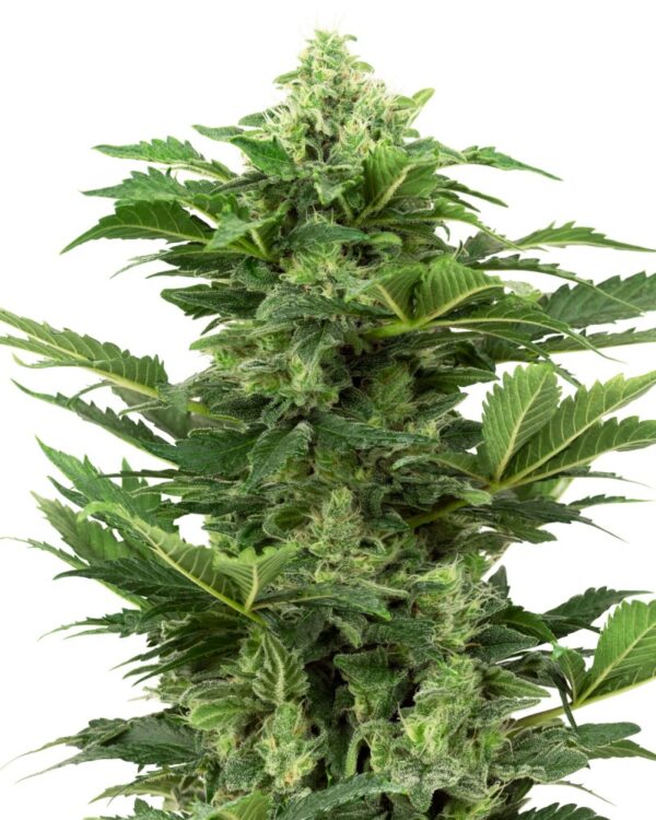 Sensi Seeds Cannabis Seeds Afghan Pearl CBD Automatic Feminized