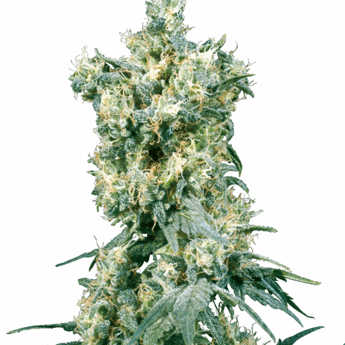 Sensi Seeds Cannabis Seeds American Dream® Regular