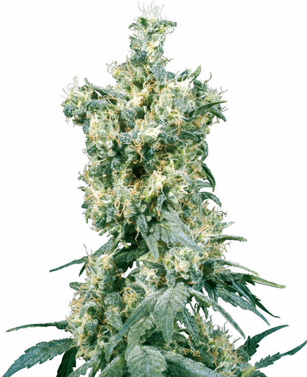 Sensi Seeds Cannabis Seeds American Dream® Regular