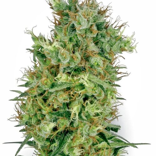Sensi Seeds Cannabis Seeds Cali Orange Bud Regular