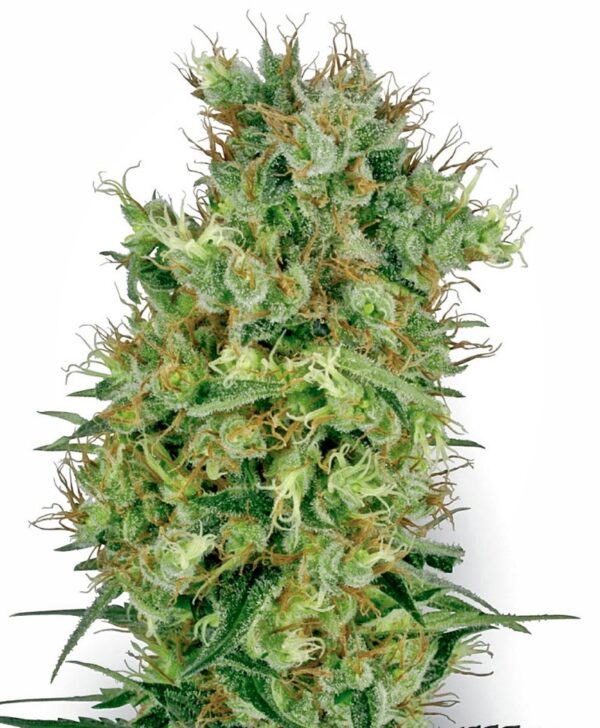Sensi Seeds Cannabis Seeds Cali Orange Bud Regular