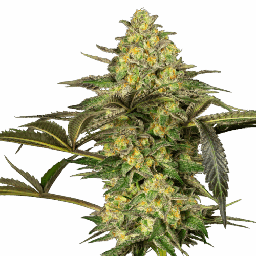 Sensi Seeds Cannabis Seeds Grapevine Candy® Feminized