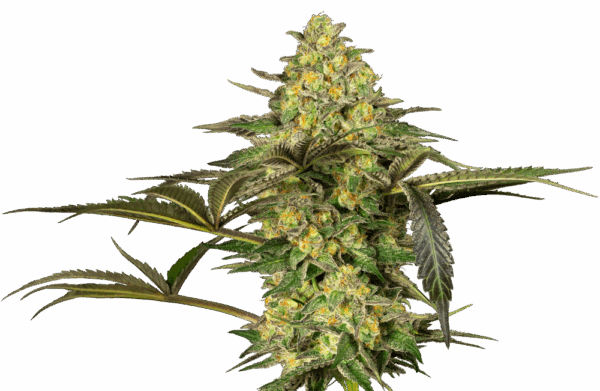 Sensi Seeds Cannabis Seeds Grapevine Candy® Feminized
