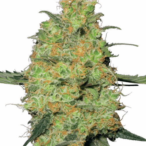 Sensi Seeds Cannabis Seeds Master Kush Feminized by White Label