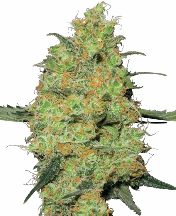 Sensi Seeds Cannabis Seeds Master Kush Feminized by White Label