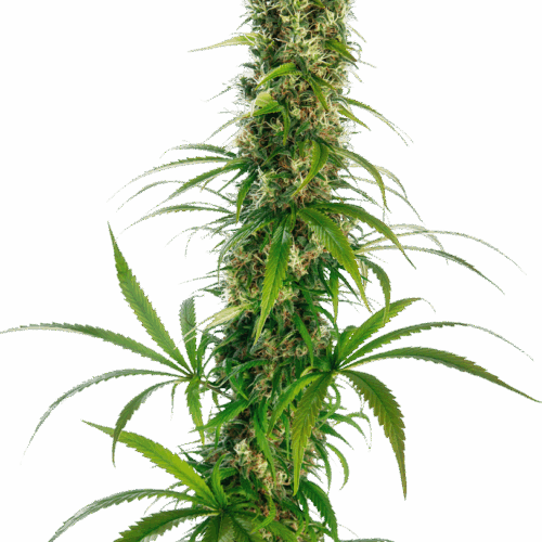 Sensi Seeds Cannabis Seeds Michka® Feminized