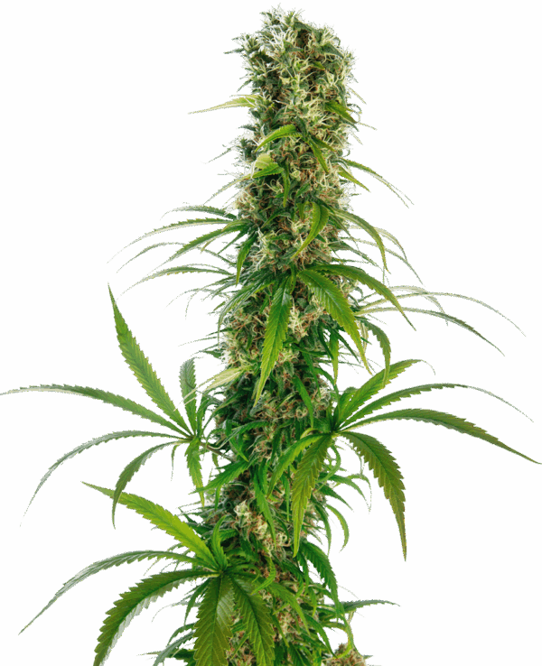 Sensi Seeds Cannabis Seeds Michka® Feminized