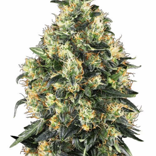 Sensi Seeds Cannabis Seeds Super Skunk Automatic® Feminized