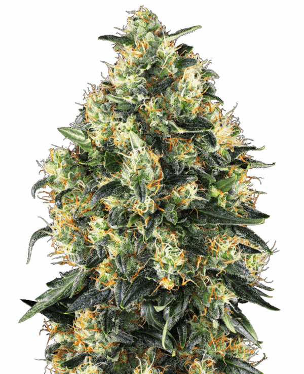 Sensi Seeds Cannabis Seeds Super Skunk Automatic® Feminized