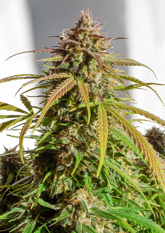 Dutch Passion Cannabis Seeds Auto Orange Bud® Autoflowering 100 db