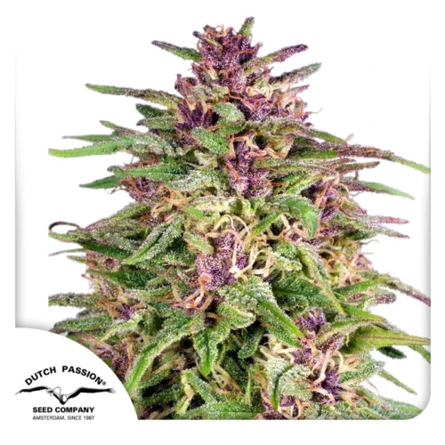 Dutch Passion Cannabis Seeds Frisian Dew® Feminizált 100 db