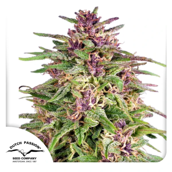 Dutch Passion Cannabis Seeds Frisian Dew® Feminizált 100 db