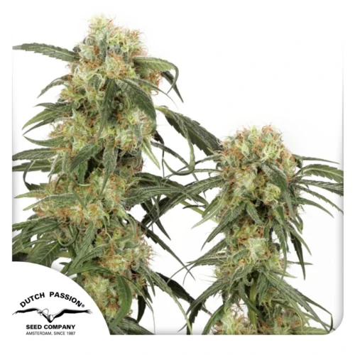 Dutch Passion Cannabis Seeds Pamir Gold® Feminized 100 db