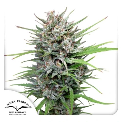 Dutch Passion Cannabis Seeds Passion #1® Nőiesített 100 db