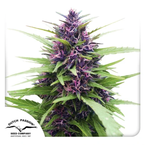 Dutch Passion Cannabis Seeds Shaman® Feminized 100 db