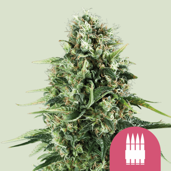 Royal Queen Seeds Cannabis Seeds Royal AK Feminized 25 db