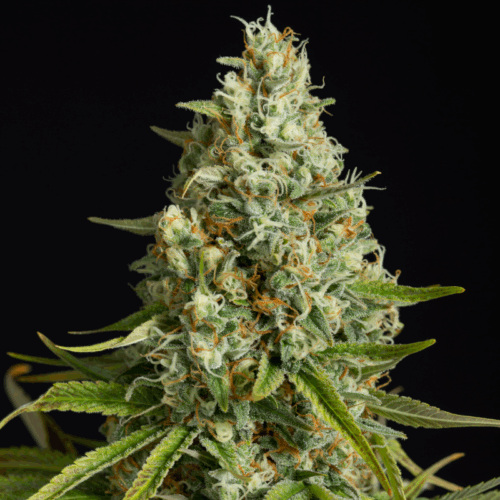 Silent Seeds Classic Cannabis Seeds Amnesia Lemon Feminized 10 db