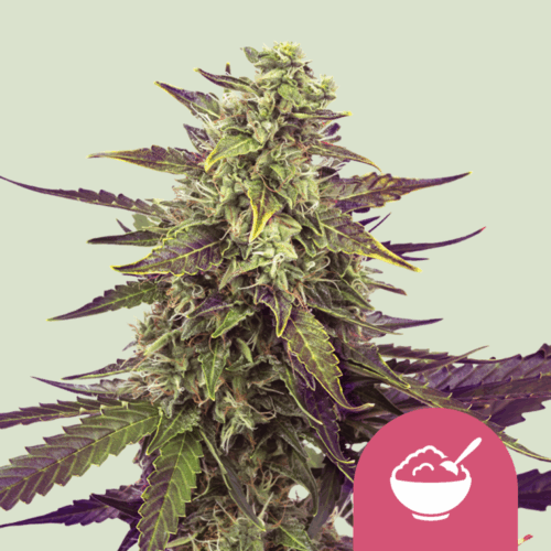 Royal Queen Seeds Cannabis Seeds Cereal Milk Feminized 25 db