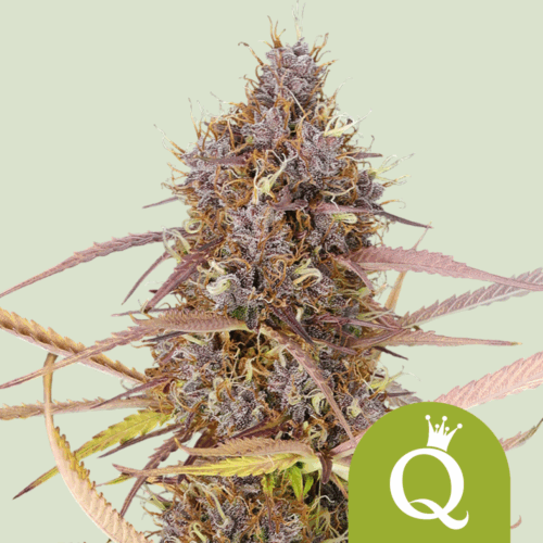 Royal Queen Seeds Cannabis Seeds Purple Queen Auto 25 db