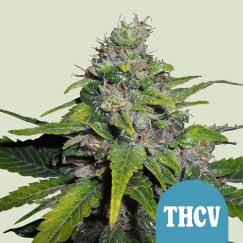 Royal Queen Seeds Cannabis Seeds Royal THCV Feminized (High CBD) 25 db