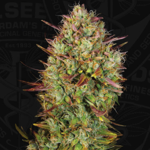 T.H.Seeds™ Cannabis Seeds Auto MK-Ultra™
